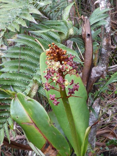 Nepenthes rajah, photographed by ml_ls