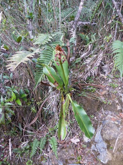 Nepenthes rajah, photographed by ml_ls