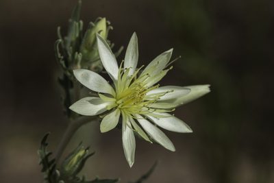 Mentzelia multiflora, photographed by Craig Martin