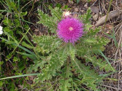 Cirsium drummondii, photographed by cwhippo