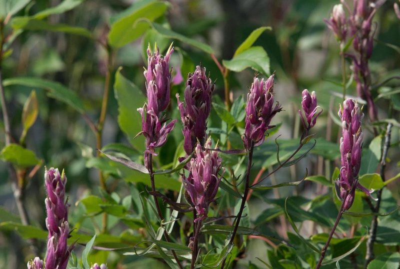 Castilleja raupii, photographed by Mike Duran