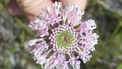Marshallia graminifolia, photographed by Jay Horn