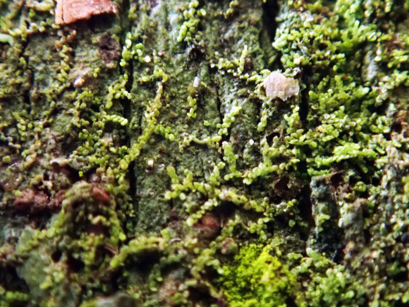 Metalejeunea cucullata, photographed by Peter de Lange