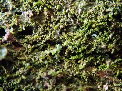 Metalejeunea cucullata, photographed by Peter de Lange