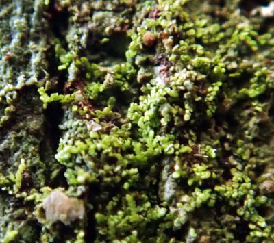 Metalejeunea cucullata, photographed by Peter de Lange