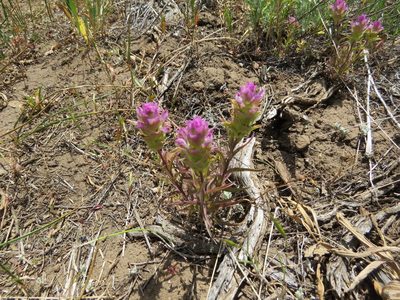 Orthocarpus cuspidatus, photographed by Garth Harwood