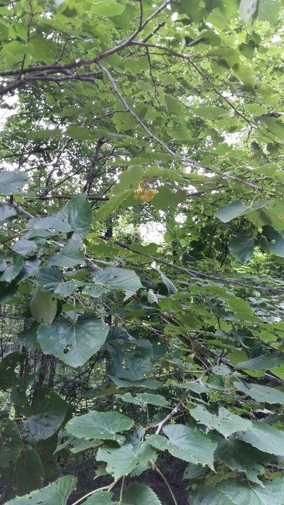 Tilia mandshurica, photographed by Repina Tatyana
