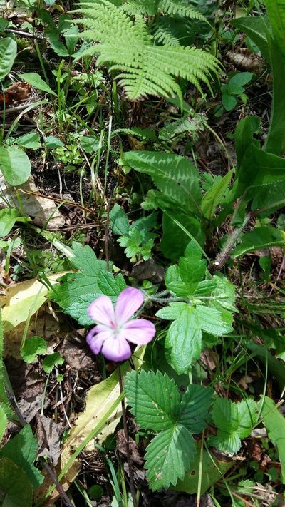 Geranium maximowiczii, photographed by Repina Tatyana