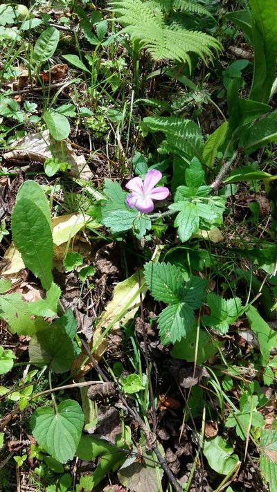 Geranium maximowiczii, photographed by Repina Tatyana