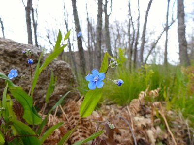 Omphalodes nitida, photographed by redrovertracy