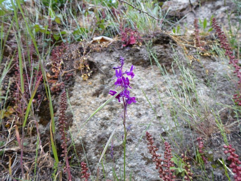 Linaria elegans, photographed by redrovertracy