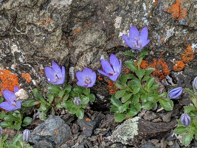 Campanula piperi, photographed by John A Haskins