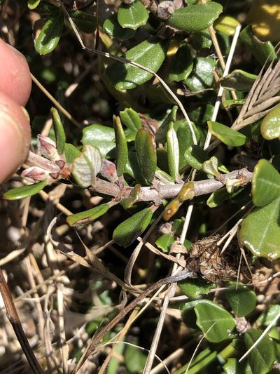 Ceanothus maritimus, photographed by paulexcoff