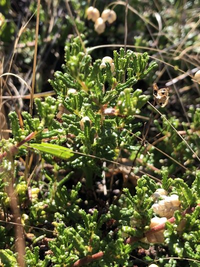 Ceanothus hearstiorum, photographed by paulexcoff