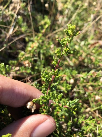 Ceanothus hearstiorum, photographed by paulexcoff