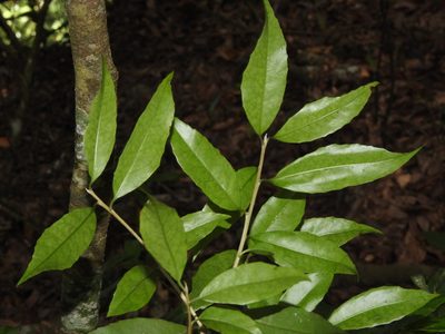 Symplocos sonoharae, photographed by Jacy Chen
