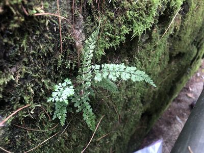 Asplenium laciniatum, photographed by Cheng-Tao Lin