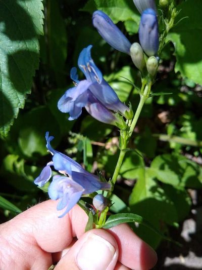 Penstemon subglaber, photographed by Michele Jones