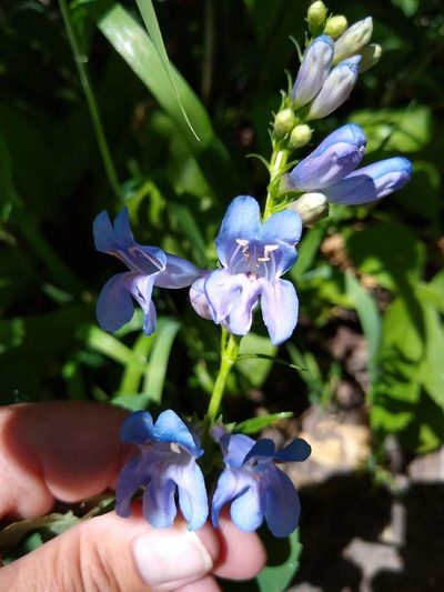 Penstemon subglaber, photographed by Michele Jones