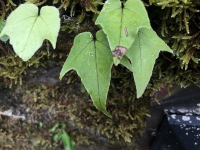 Cyrtomium caryotideum, photographed by Cheng-Tao Lin