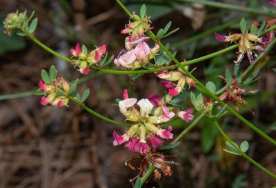 Acmispon cytisoides, photographed by Don Loarie