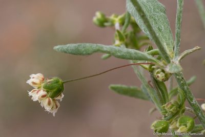 Eriogonum maculatum, photographed by Tim Messick