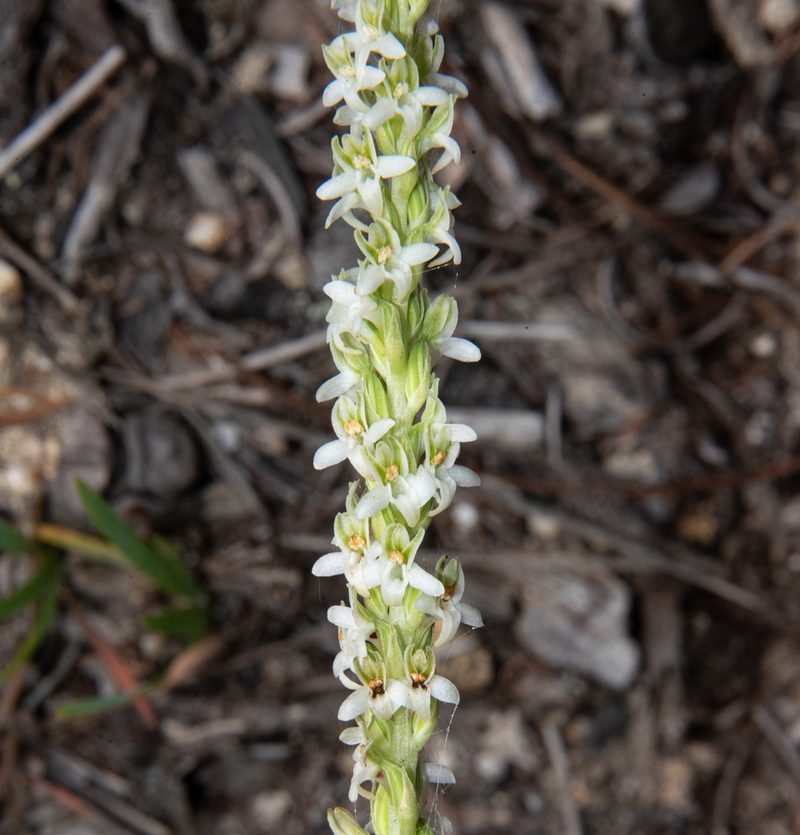 Platanthera yadonii, photographed by Don Loarie