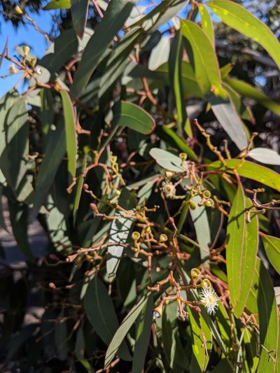 Eucalyptus fasciculosa, photographed by Cobi Calyx