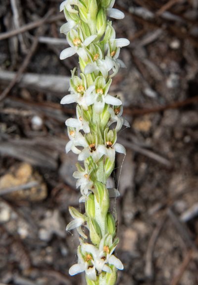 Platanthera yadonii, photographed by Don Loarie