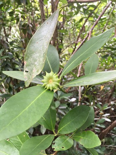 Illicium parviflorum, photographed by Alan Weakley