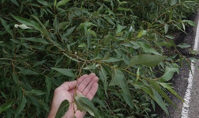 Salix amygdaloides, photographed by Colin Croft
