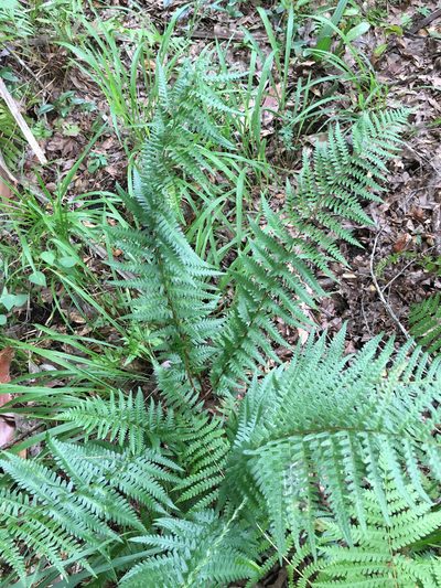 Dryopteris ludoviciana, photographed by Alan Weakley