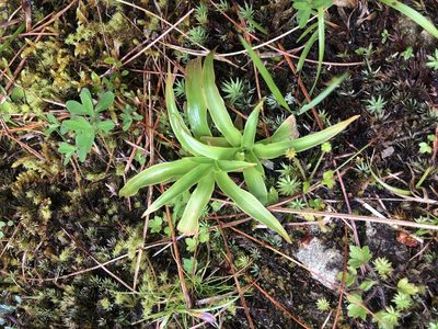 Aletris glabra, photographed by Cheng-Tao Lin