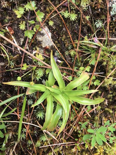Aletris glabra, photographed by Cheng-Tao Lin