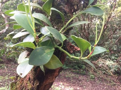 Peperomia obtusifolia, photographed by Reid Hardin