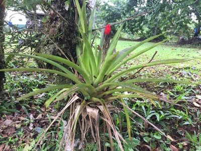 Guzmania monostachia, photographed by Reid Hardin
