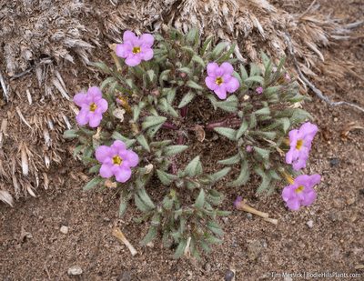 Nama aretioides, photographed by Tim Messick