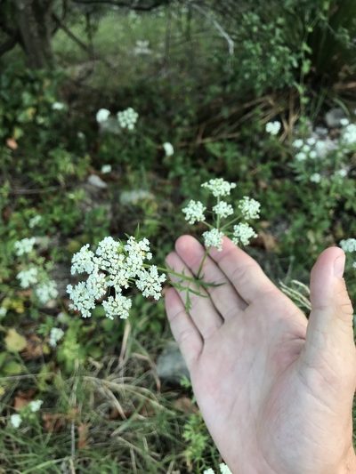 Daucosma laciniata, photographed by Cody Stricker