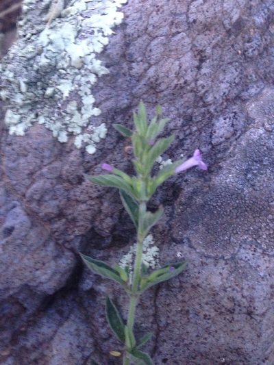 Hedeoma plicata, photographed by Oscar C. González Martínez