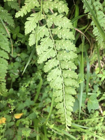 Athyrium anisopterum, photographed by Cheng-Tao Lin