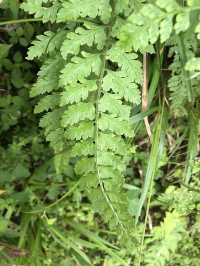 Athyrium anisopterum, photographed by Cheng-Tao Lin