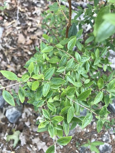 Philadelphus texensis, photographed by Cody Stricker