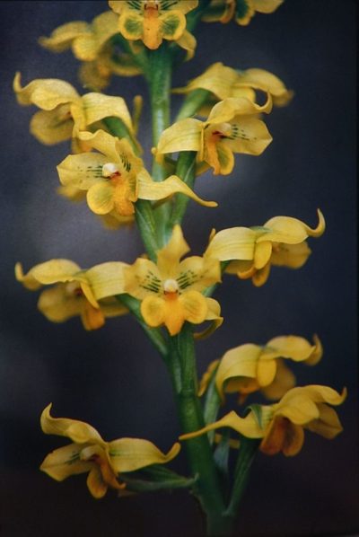 Gavilea odoratissima, photographed by John Barkla