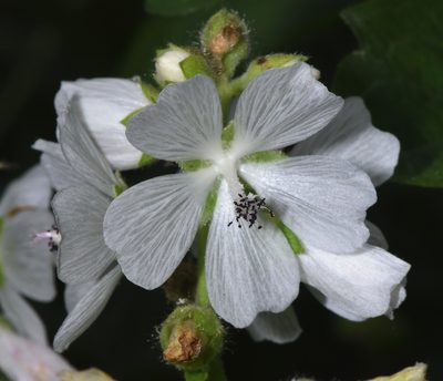 Sidalcea candida, photographed by Don Loarie