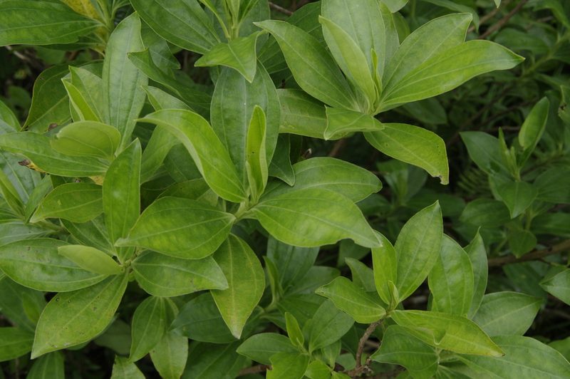 Baccharis pedunculata, photographed by Eric Knight