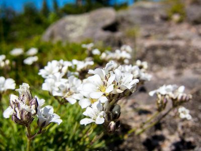 Gypsophila uralensis, photographed by Кирилл Зенин