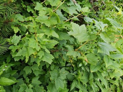 Ribes petraeum, photographed by Jens-Christian Svenning