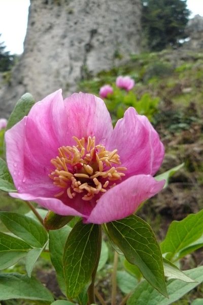 Paeonia mascula, photographed by elias ziade