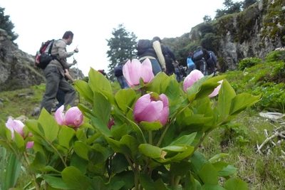 Paeonia mascula, photographed by elias ziade