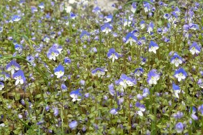 Veronica syriaca, photographed by elias ziade